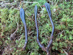 Image de Glutinoglossum orientale Fedosova, E. S. Popov & A. V. Alexandrova