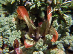 Imagem de Nototriche pediculariifolia (Meyen) A. W. Hill