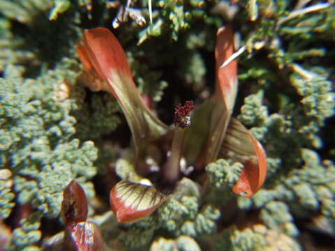 Imagem de Nototriche pediculariifolia (Meyen) A. W. Hill