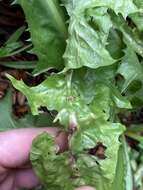 Image of Dandelion gall wasp