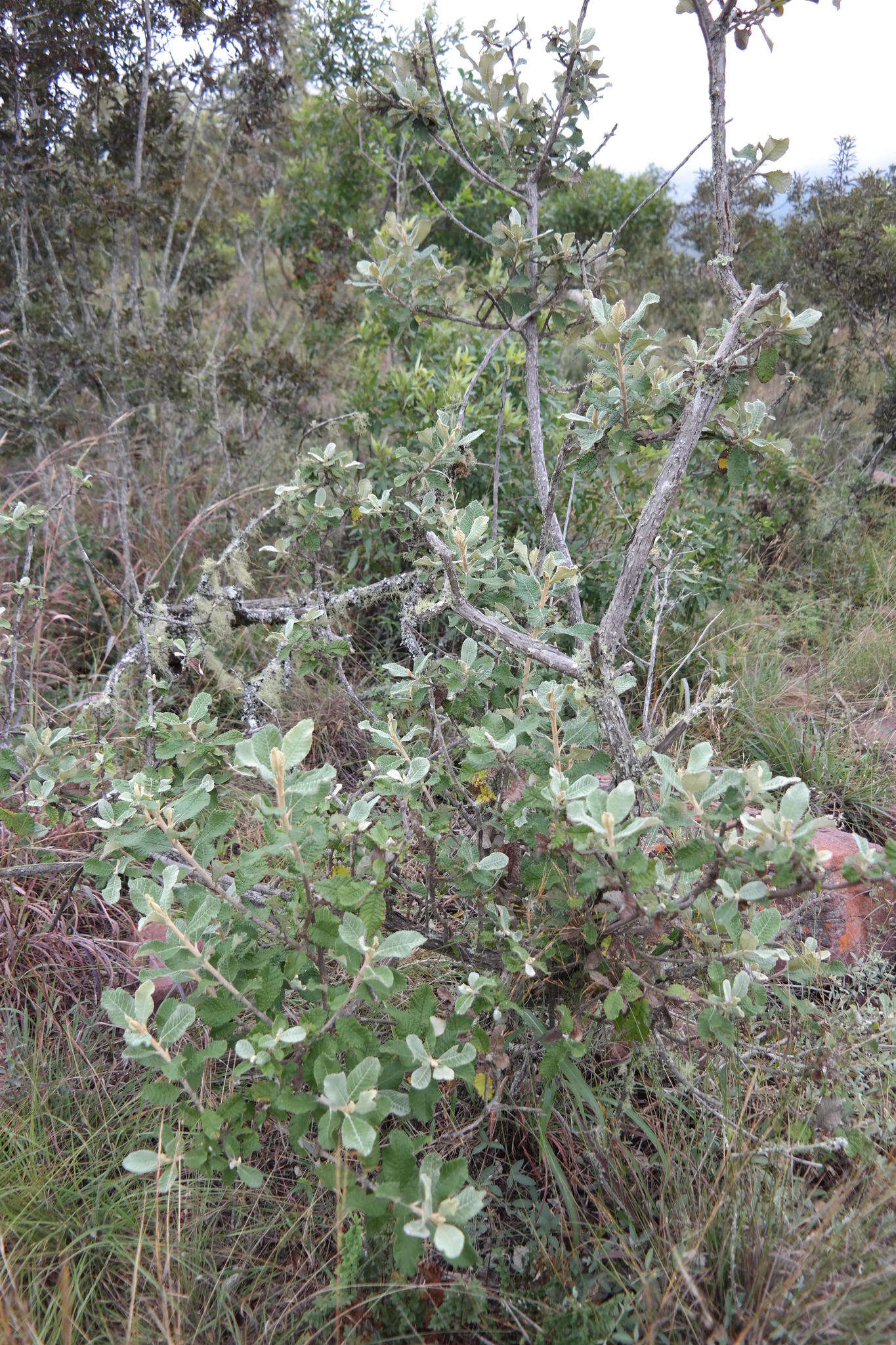 Image of Broad-leaved camphor bush