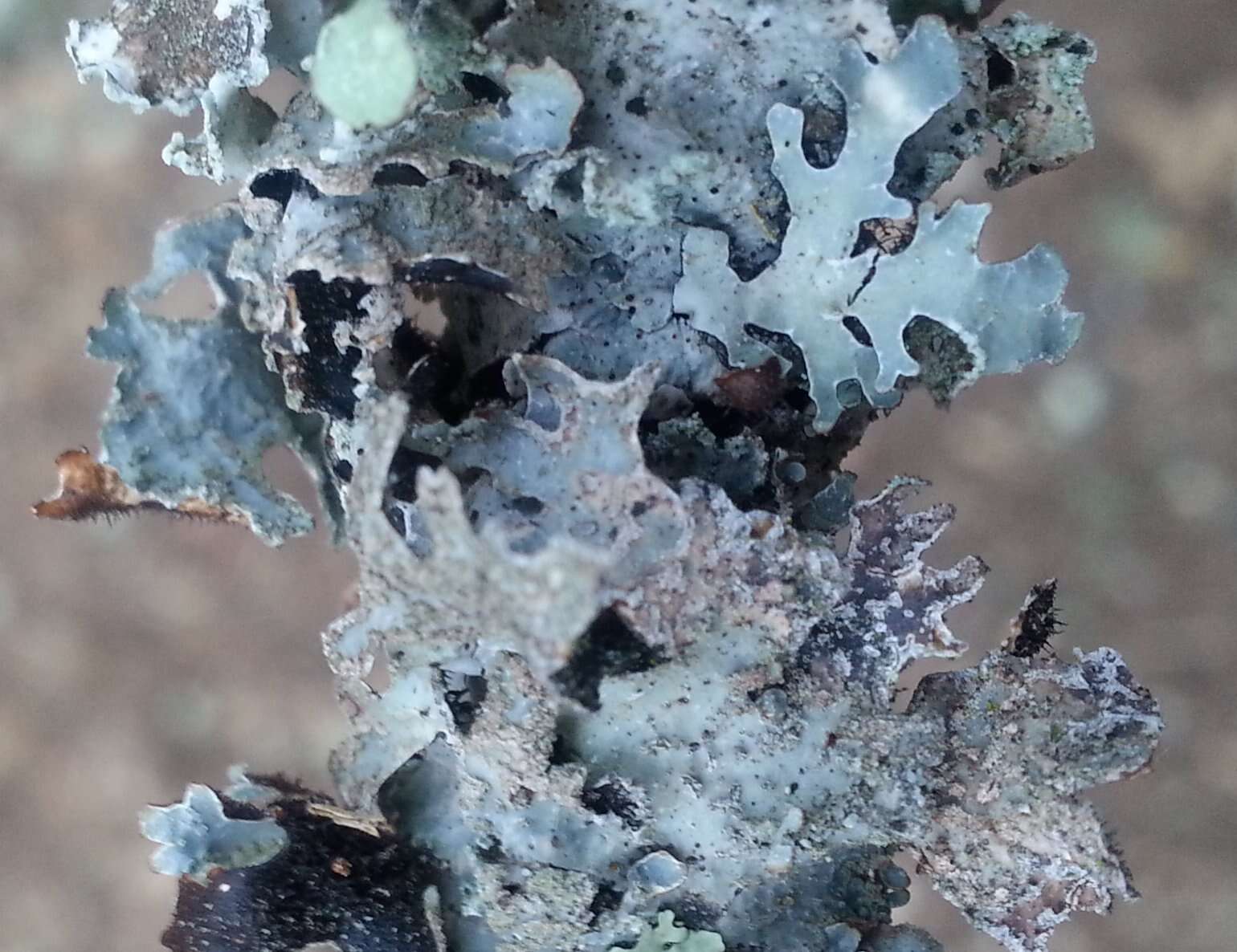 Image of Hammered shield lichen