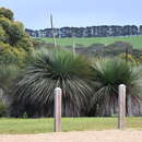 Imagem de Xanthorrhoea semiplana subsp. tateana (F. Muell.) D. J. Bedford