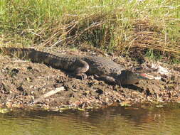 Image of Common Caiman