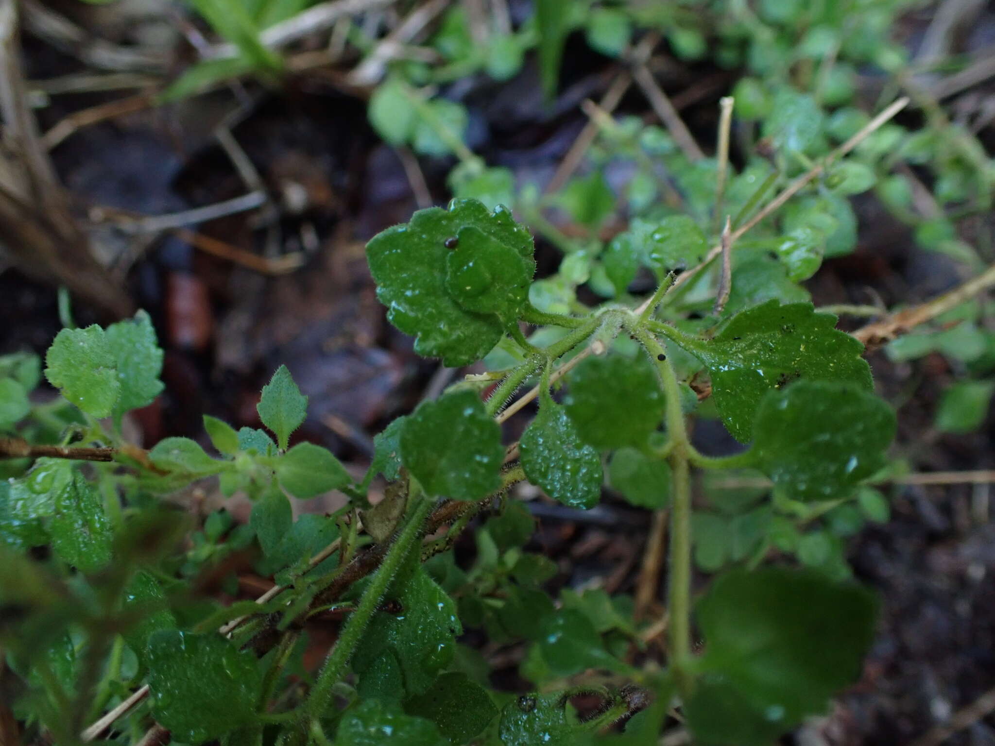 Image de Sutera cordata (Thunb.) Kuntze