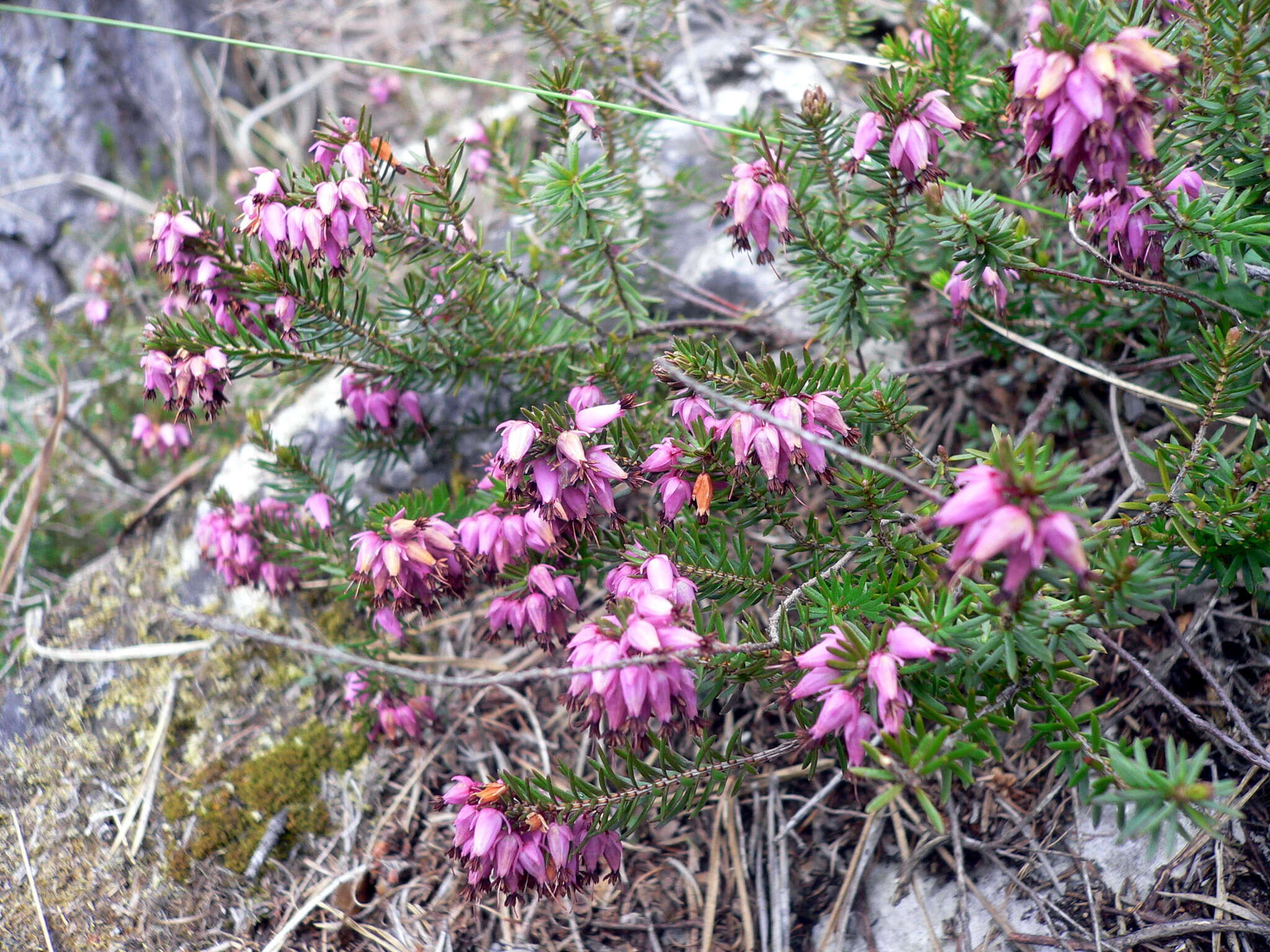 Imagem de Erica carnea L.