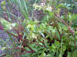 Ligusticum scoticum L. resmi