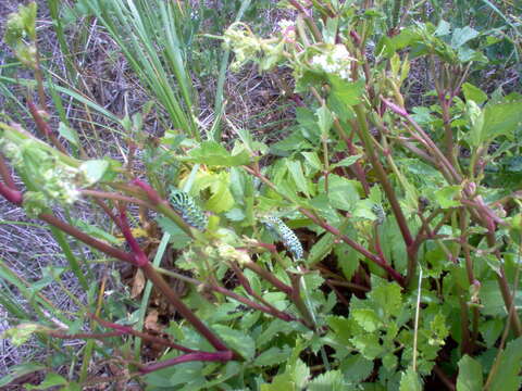 Ligusticum scoticum L. resmi