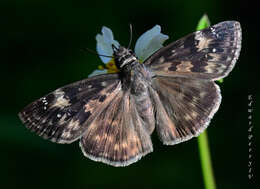 Image of Zarucco Duskywing