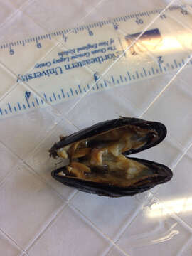 Image of Blue mussel