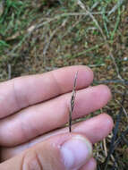 Image of Carex punicea K. A. Ford