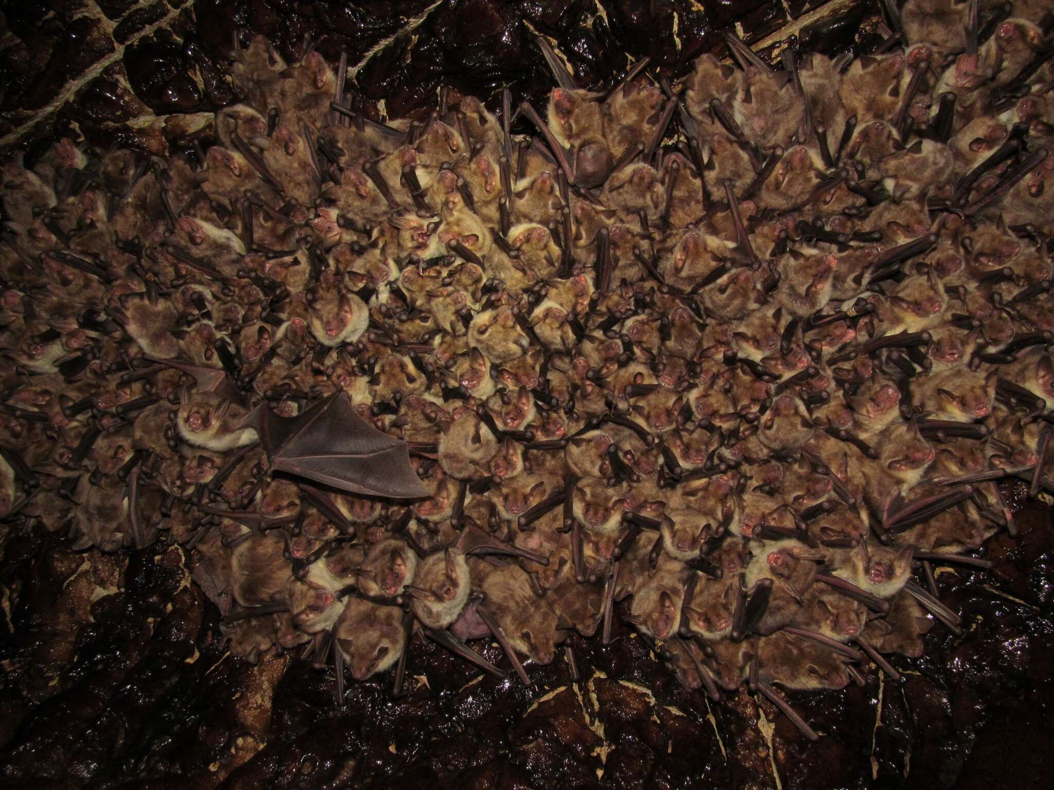 Image of Lesser Mouse-eared Bat