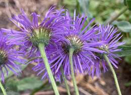 Image of threenerve fleabane