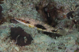 Image of Pink-belly wrasse