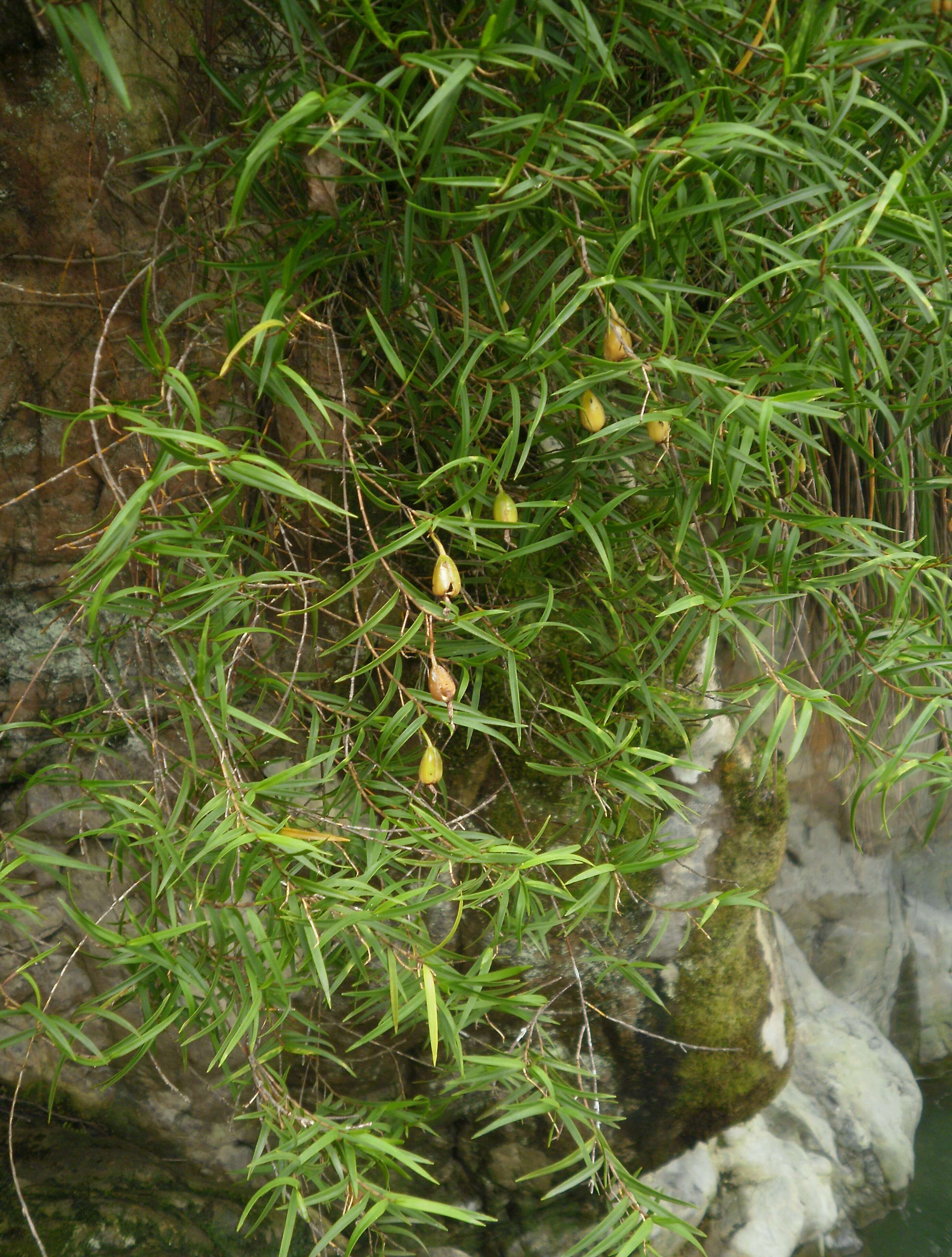 Earina mucronata Lindl. resmi