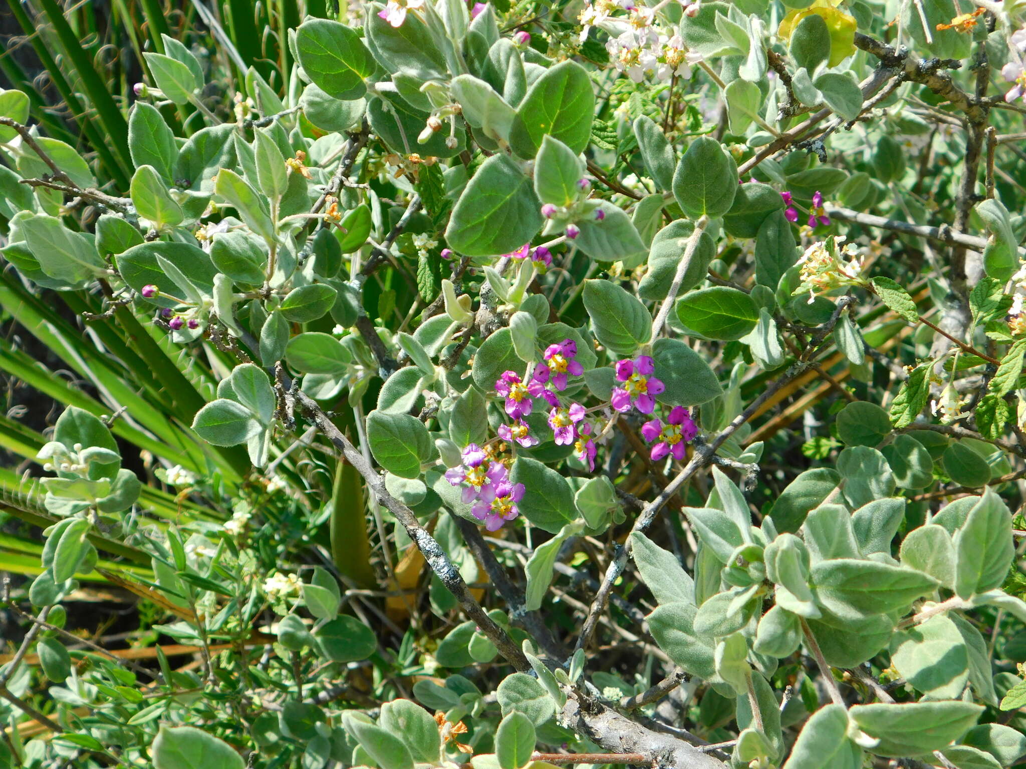 Sivun Calcicola parvifolia (A. Juss.) W. R. Anderson & C. Davis kuva