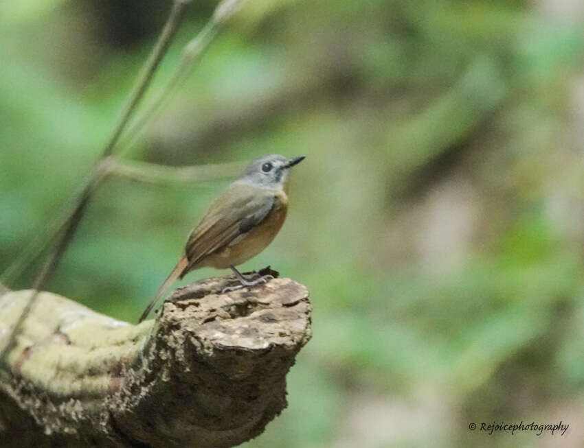 Image of Pale-chinned Blue Flycatcher