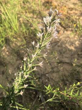 Слика од Liatris elegans (Walt.) Michx.