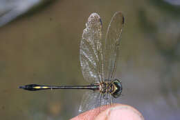 Image of Macromidia genialis Laidlaw 1923