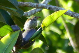 Image of Spotted Berrypecker (Thick-billed)