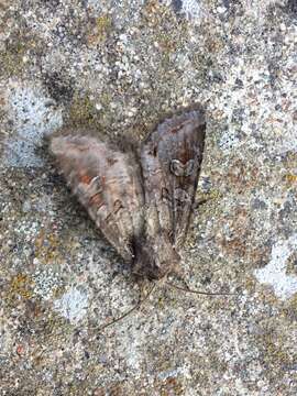 Image of Pale shining brown moth