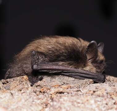 Image of whiskered bat, european whiskered bat