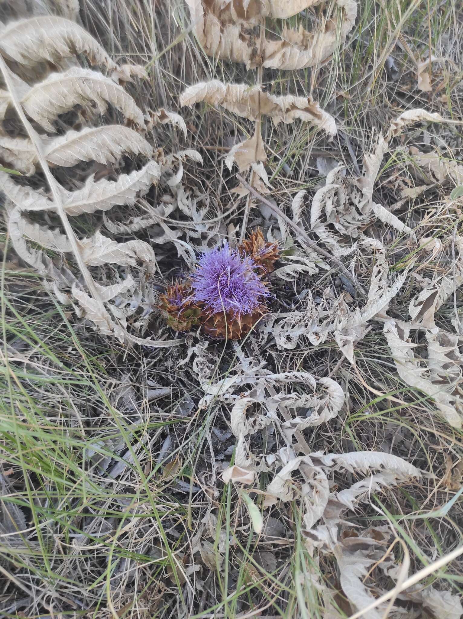 Cynara tournefortii Boiss. & Reut.的圖片