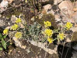 Image of Mountain Alyssum