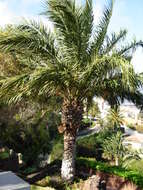 Image of date palm