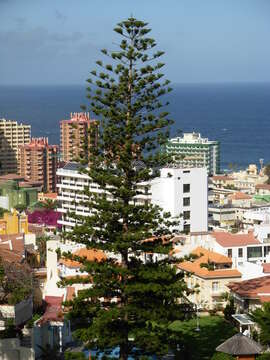 Image of Norfolk Island Araucaria