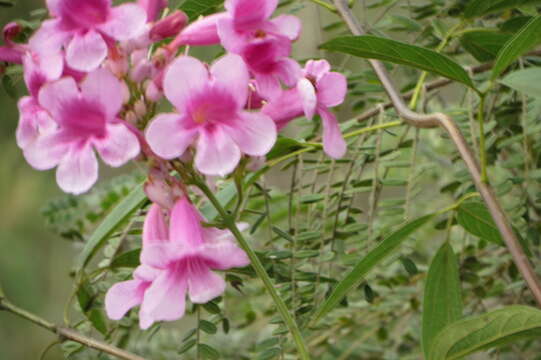 Image de Cuspidaria pulchra (Cham.) L. G. Lohmann