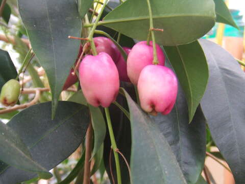 Image of Syzygium oleosum (F. Müll.) B. P. M. Hyland