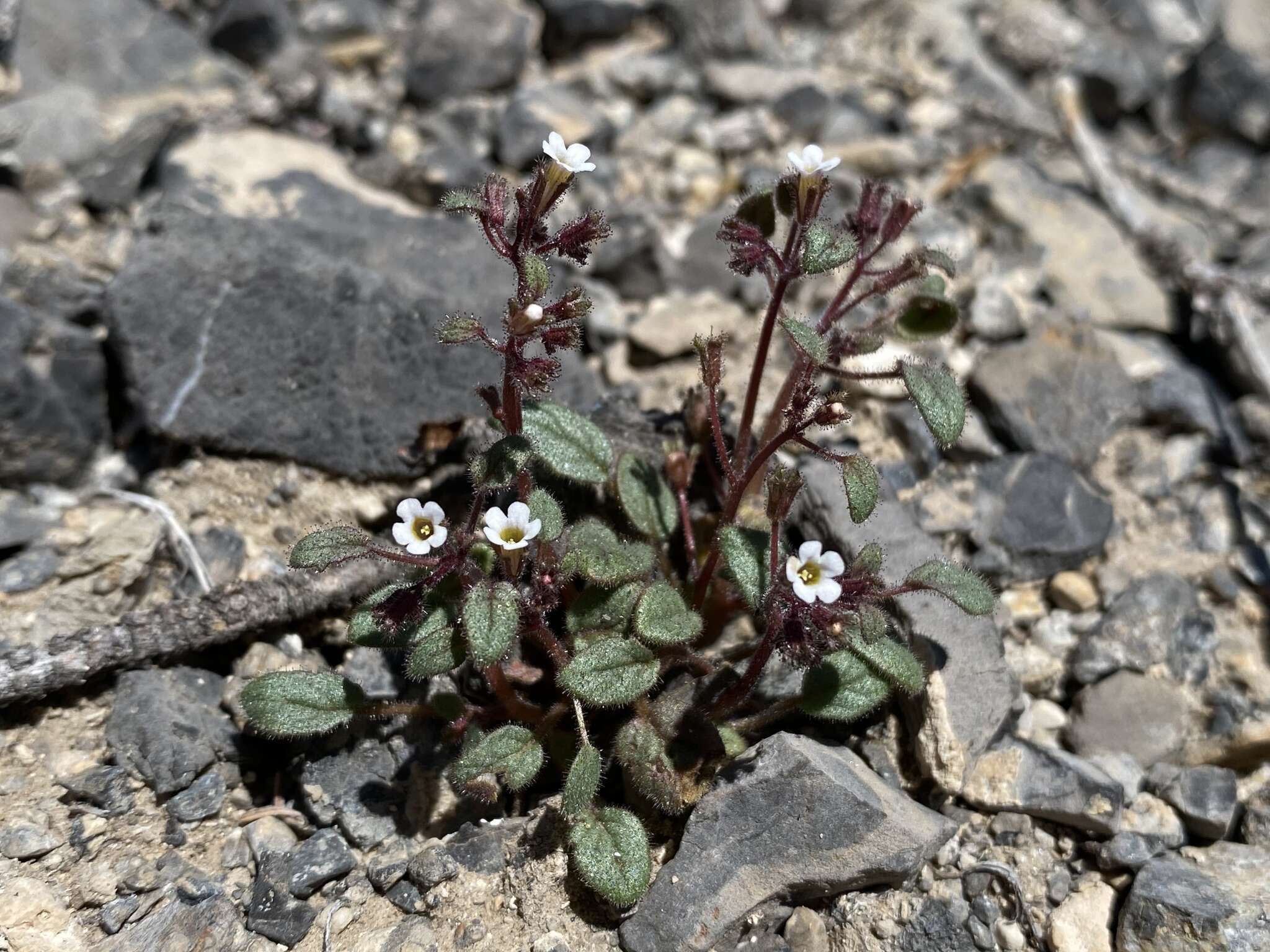 Phacelia barnebyana Howell的圖片