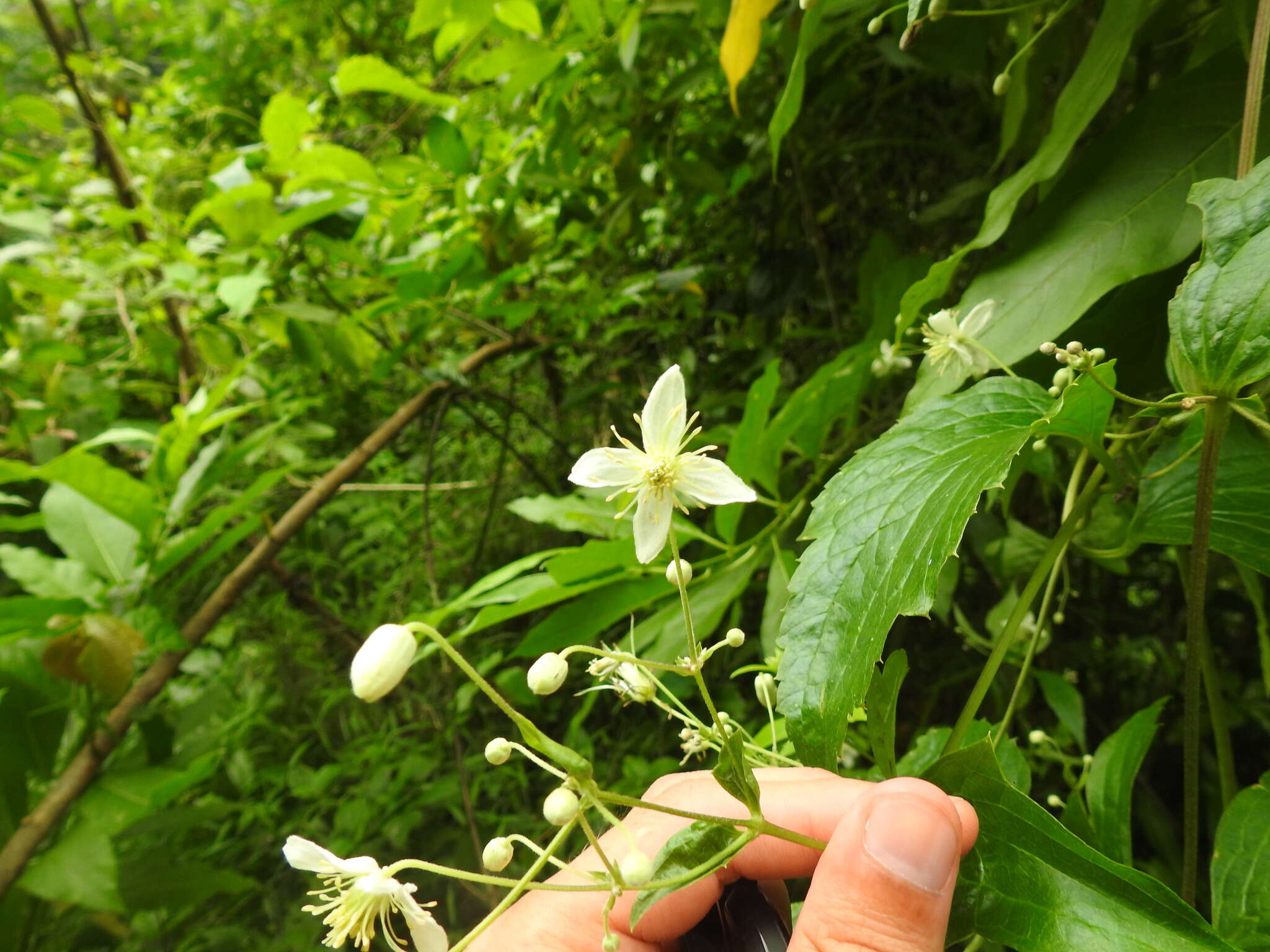 Clematis hirsuta Guill. & Perr.的圖片