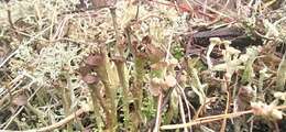 Image of cup lichen