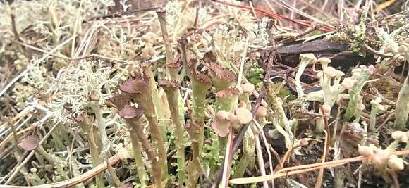 Image of cup lichen