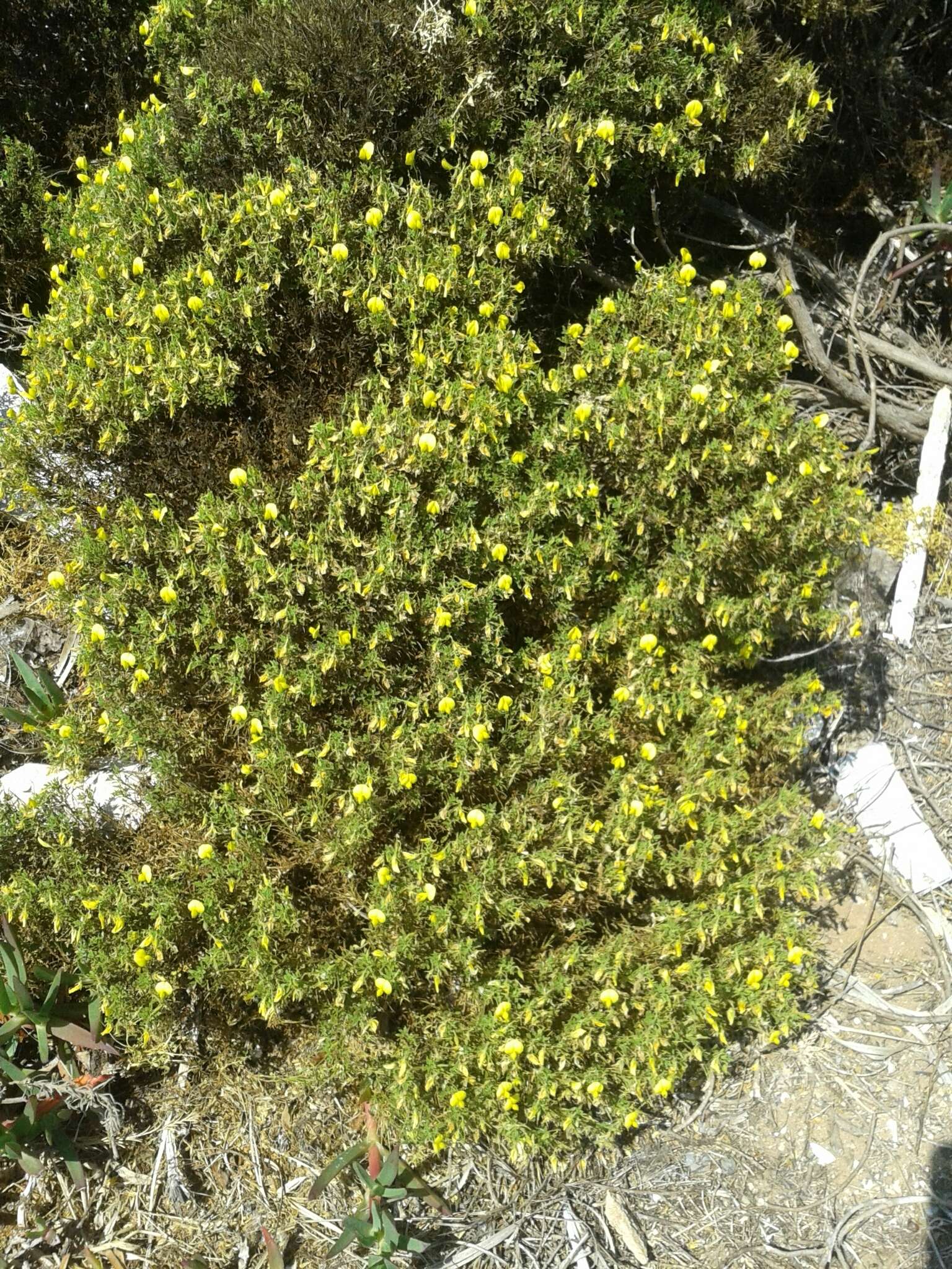Слика од Ononis natrix subsp. ramosissima (Desf.) Batt.