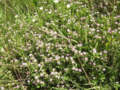 Image of reversed clover