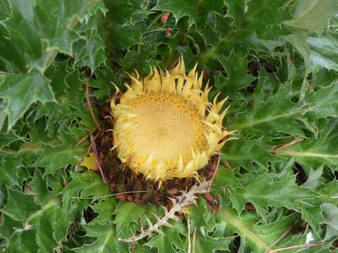 Image of Carlina acanthifolia subsp. cynara (Pourr. ex Duby) Rouy