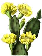 Image of Erect Prickly Pear