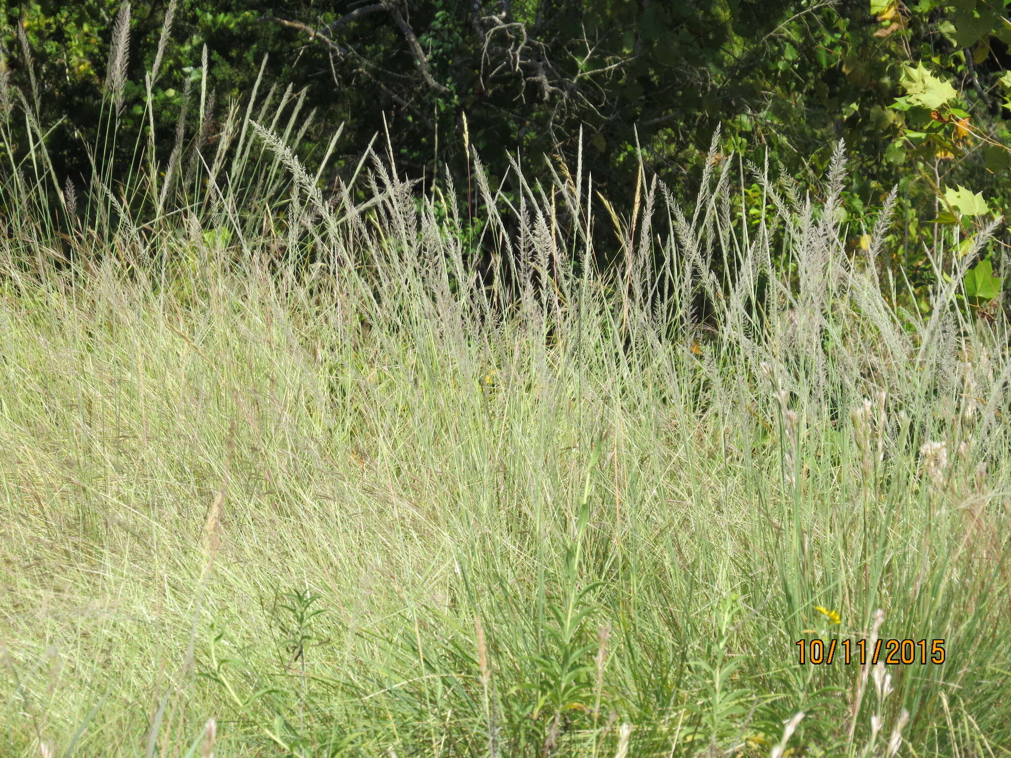 Image of Lindheimer's Muhly