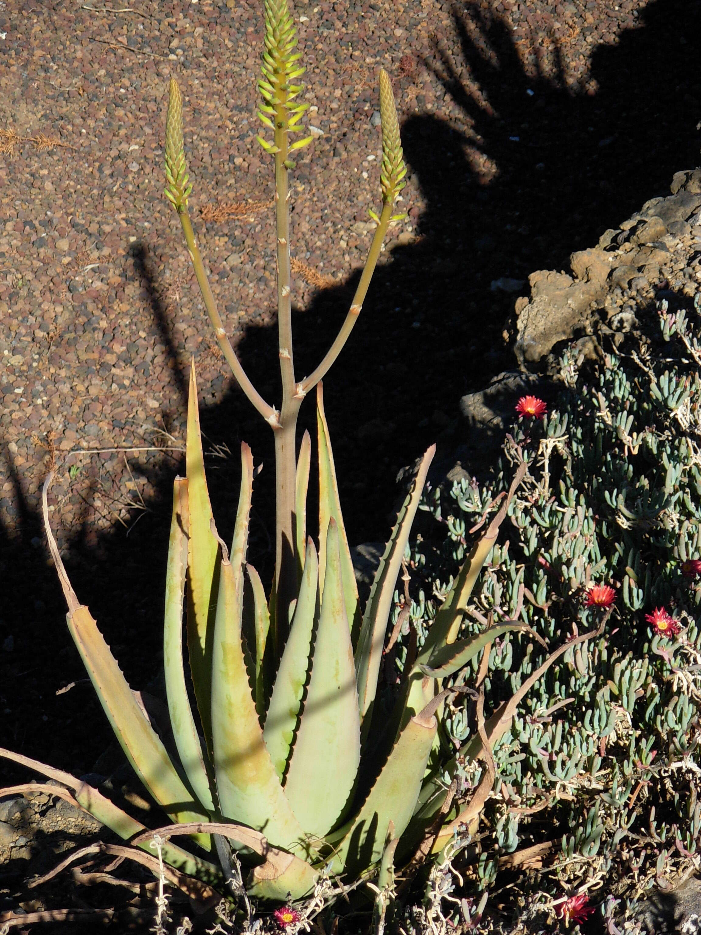 Image of Aloe vera