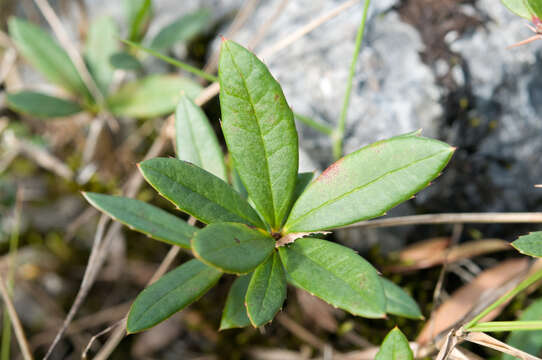 Image of Berberis alpicola C. K. Schneid.