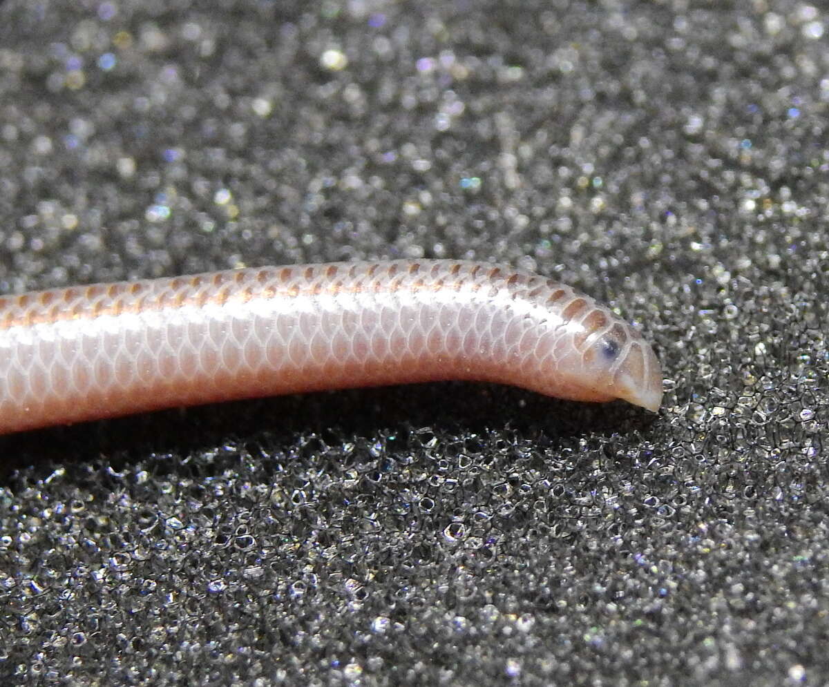 Image of Degerbol's Blind Snake