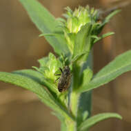 صورة Stygnocoris rusticus (Fallen & C. F. 1807)