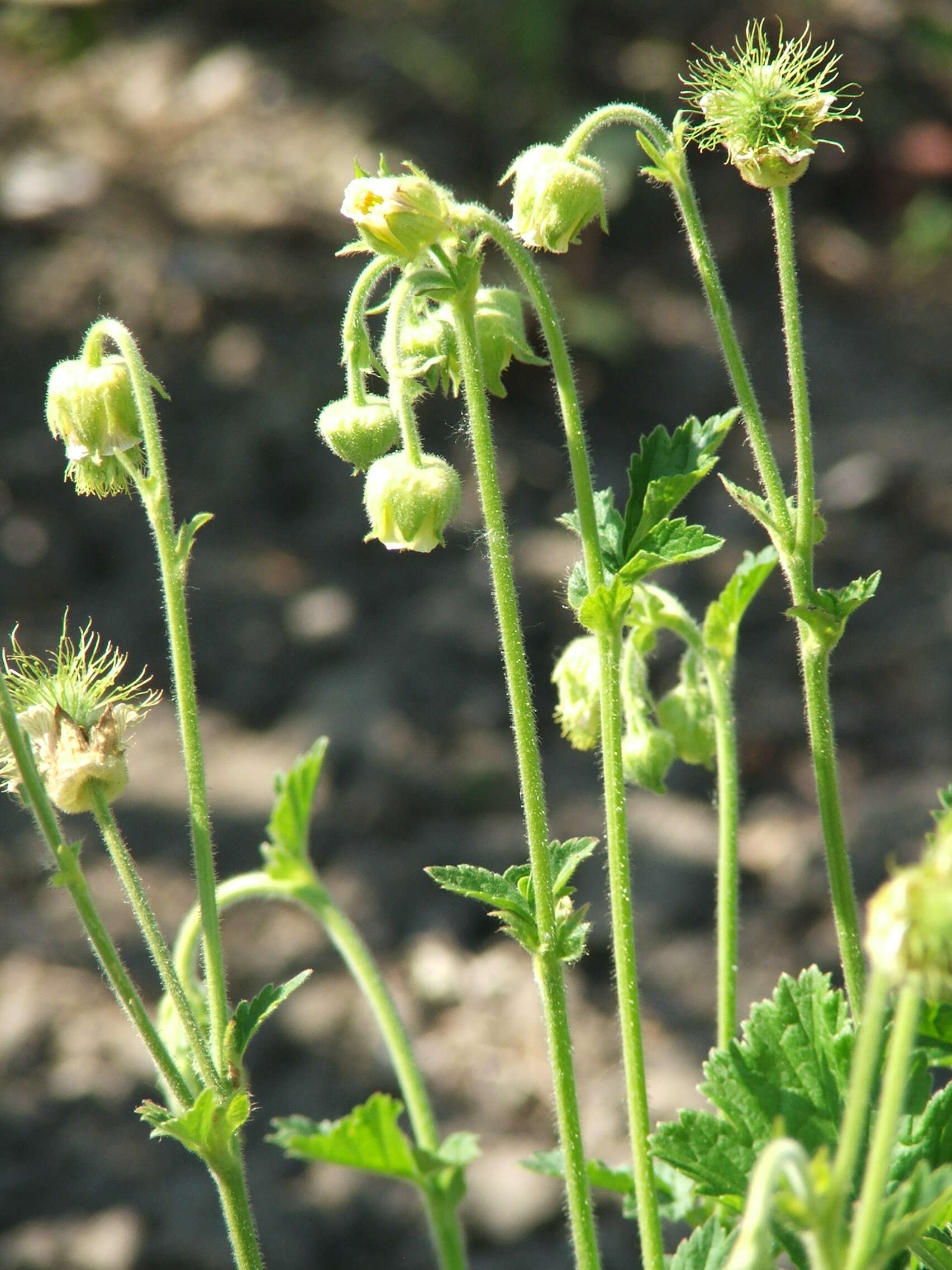 Image of Geum bulgaricum Pancic