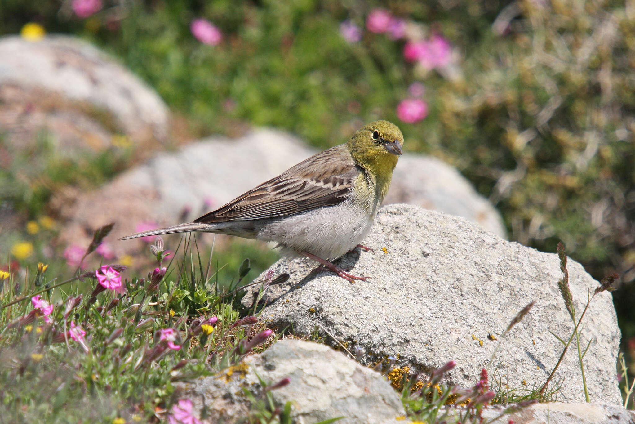 Image of Cinereous Bunting