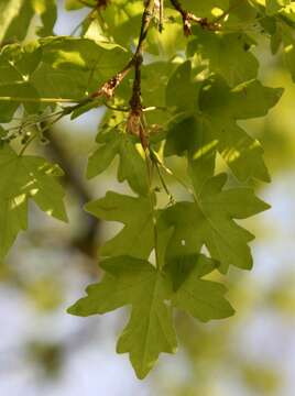 Image of Field Maple