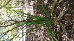 Image of Aloe occidentalis (H. Perrier) L. E. Newton & G. D. Rowley