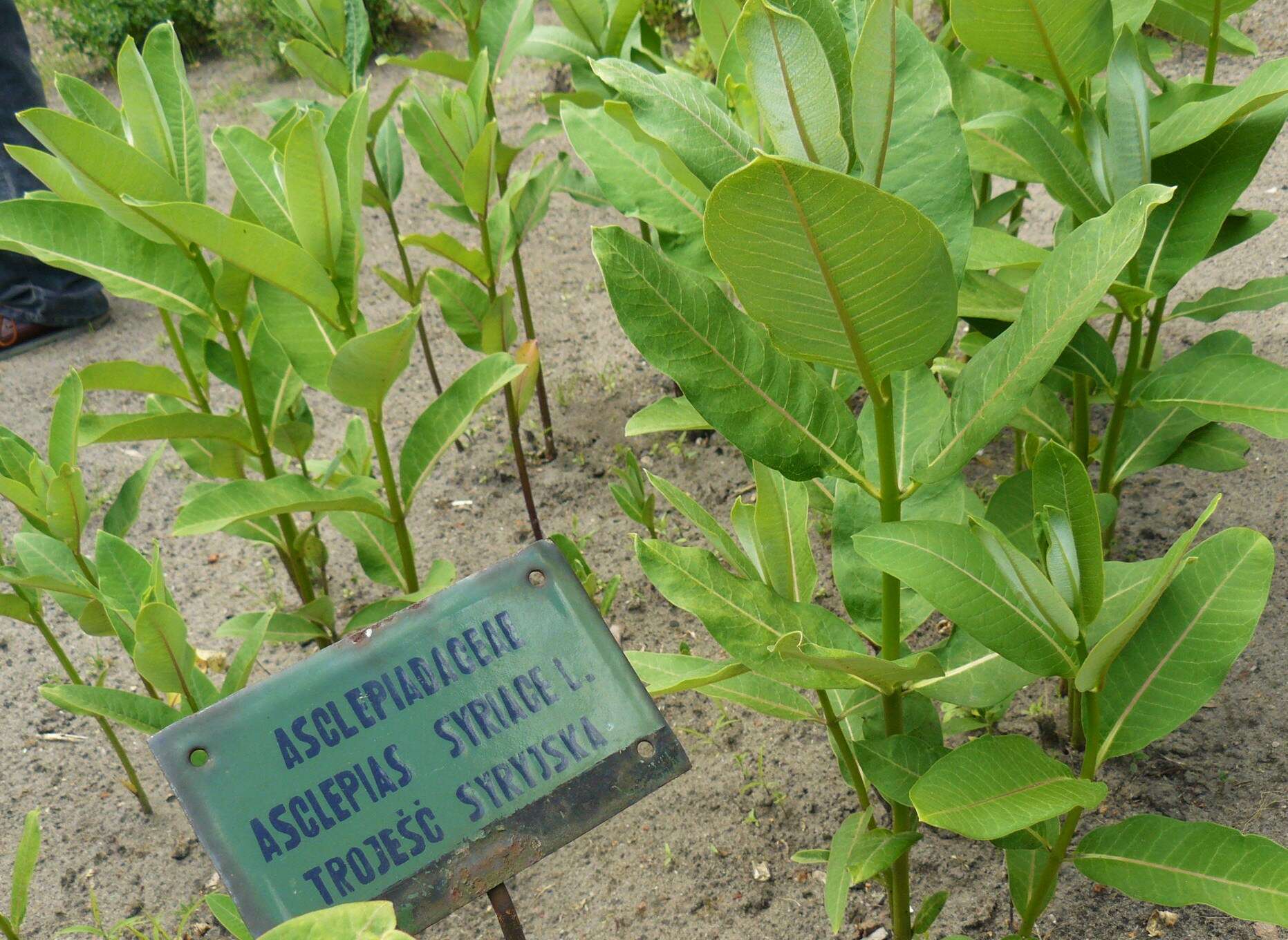 Image of common milkweed